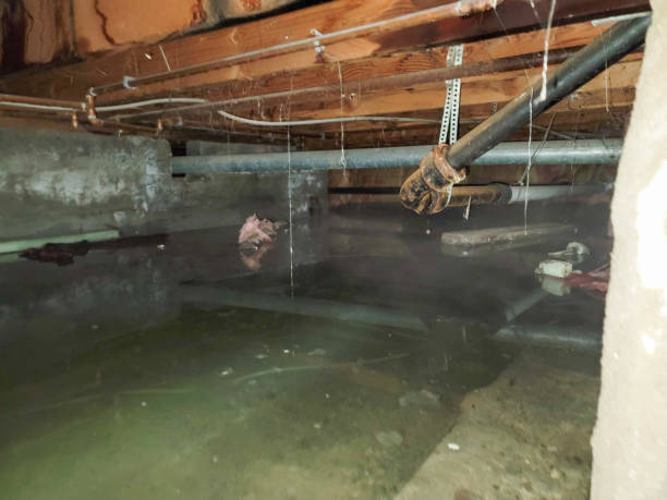 Best Water damage restoration cost  in Ciborne, LA