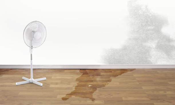 Best Ceiling water damage repair  in Ciborne, LA